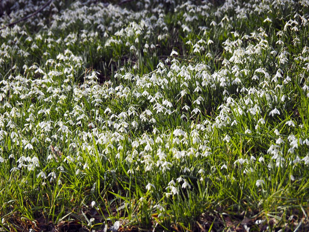 Snowdrops at Stanton Lacy Church