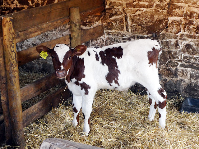 A calf at Acton Scott.