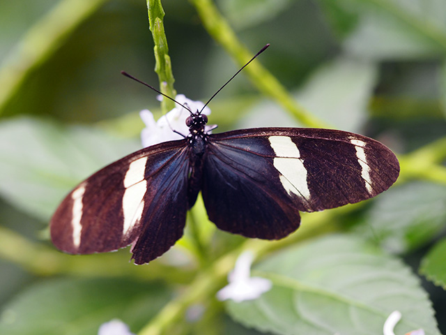 Sara Longwing butterfly