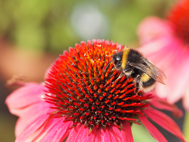 White-tailed bee on echinacea.