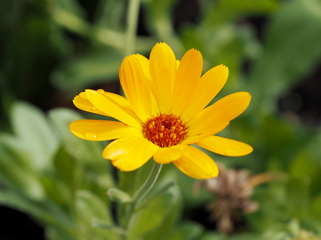 A marigold in the garden.