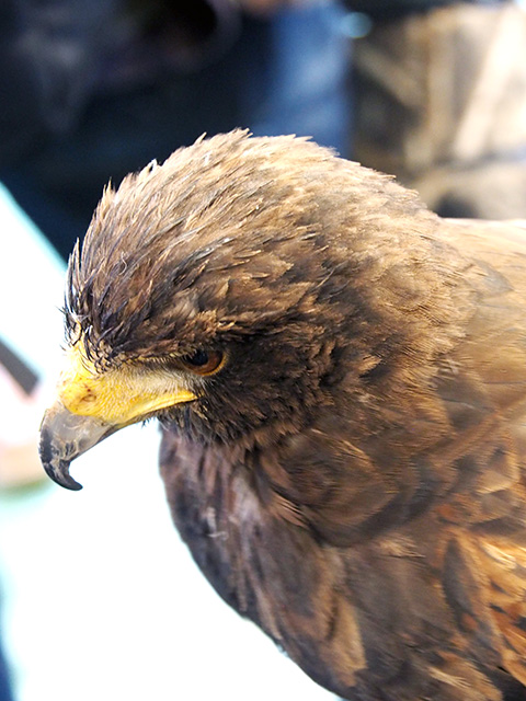 Bird of Prey Close-up