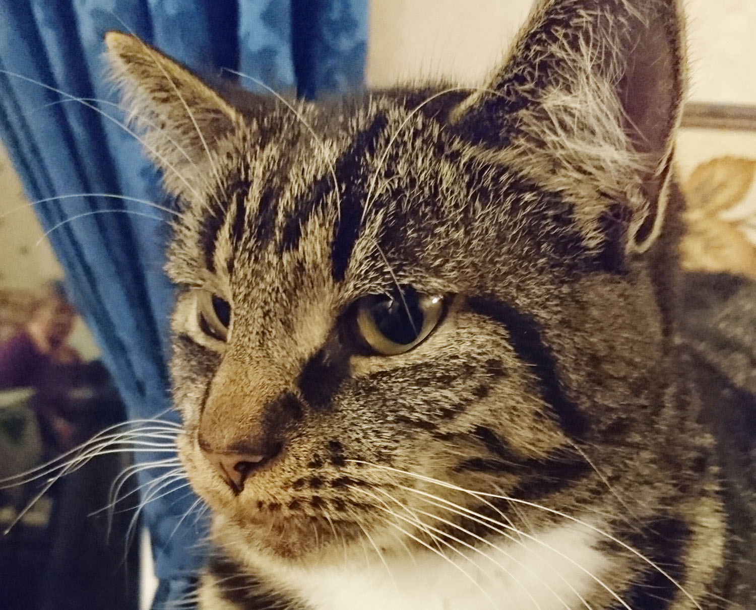 Adopting a Cat - Silky