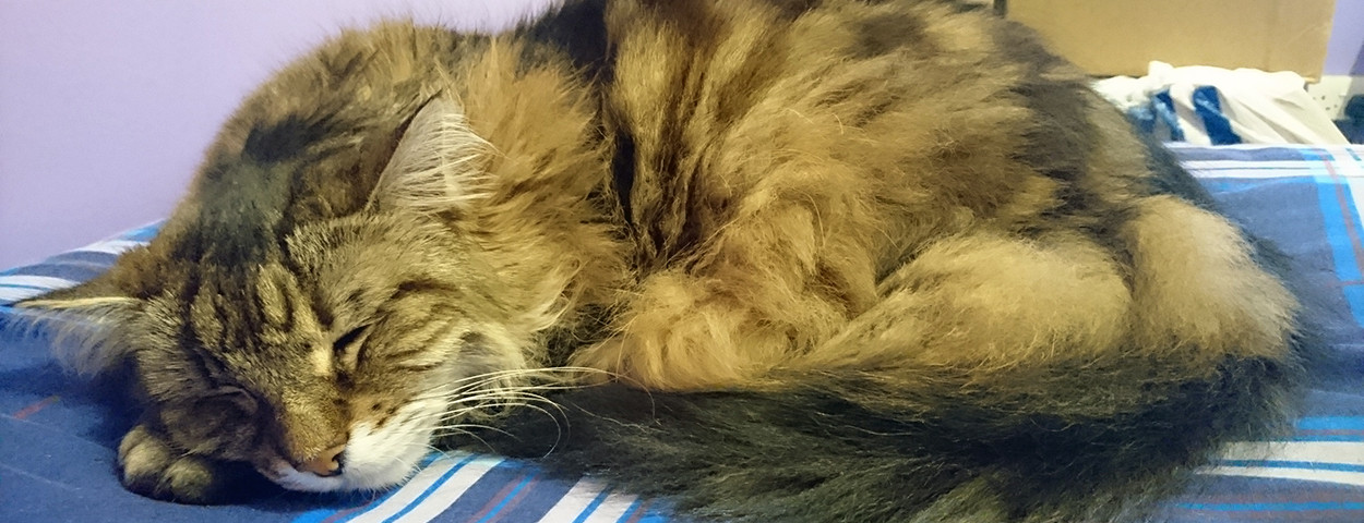 Adopting a Cat – An Update