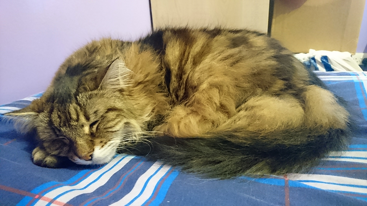 Leo sleeping