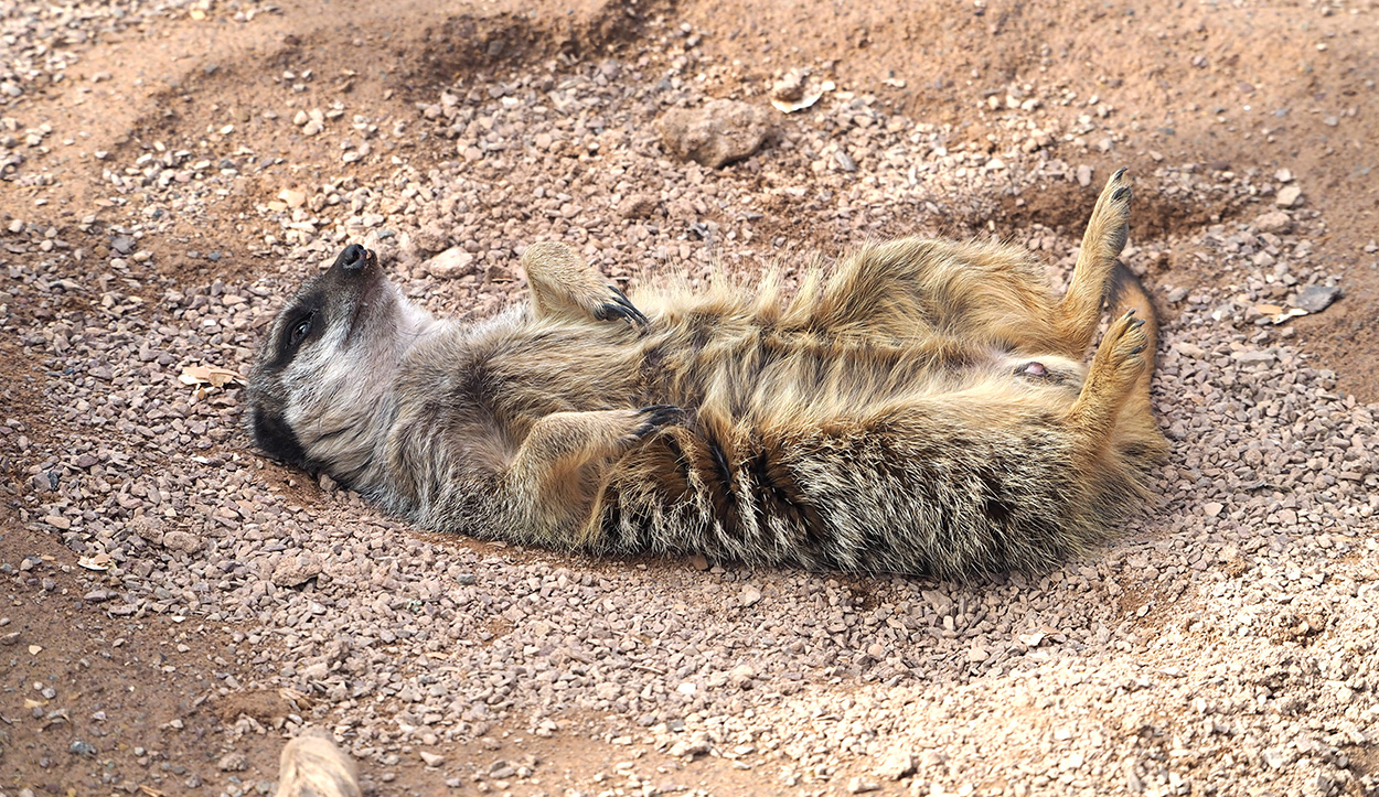Meerkat at West Midlands Safari Park