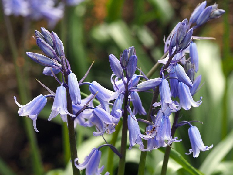 Bluebells