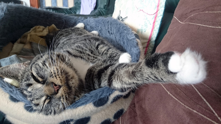 Sleepy Silky
