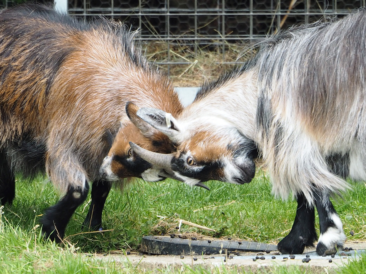 Goats