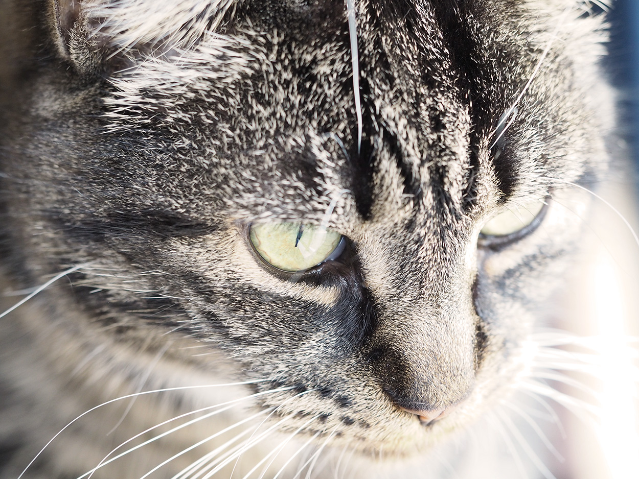 Silky Cat