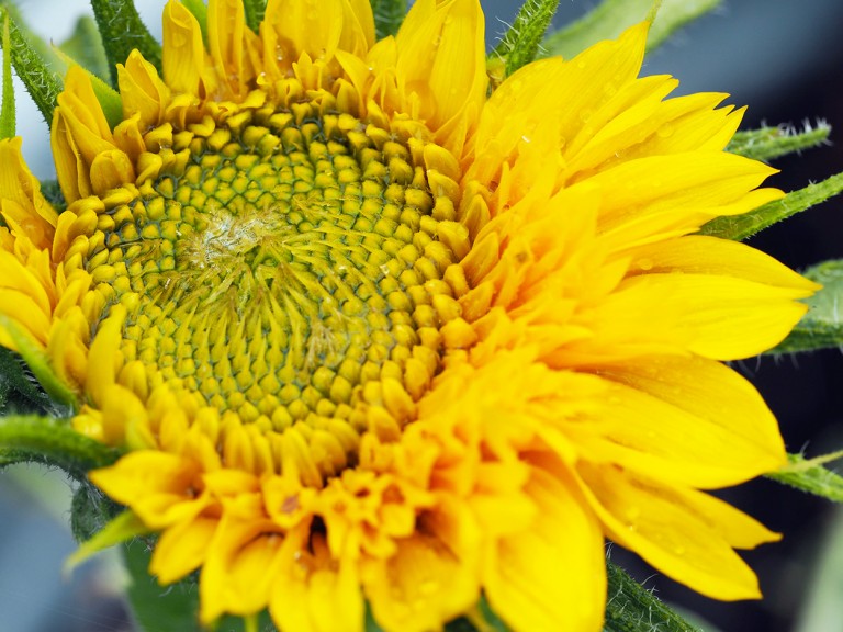 A Lazy Sunday - Sunflower