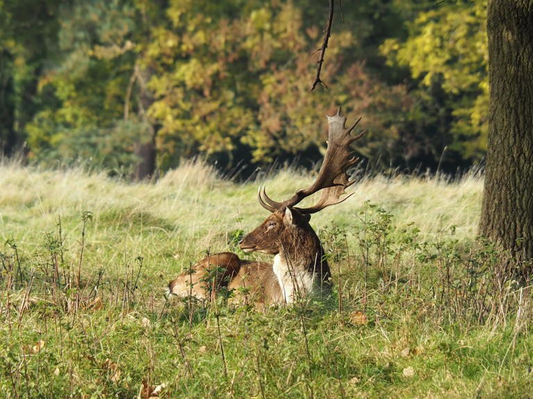 Fallow Deer at Attingham Park