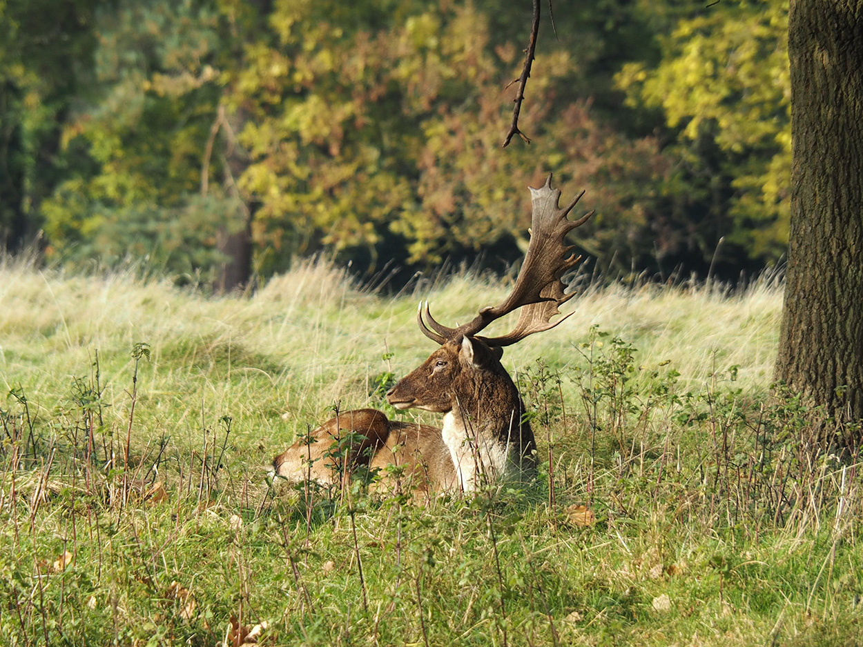 Fallow Deer at Attingham Park