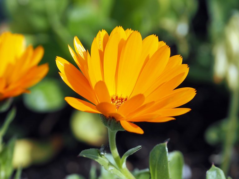 Marigold