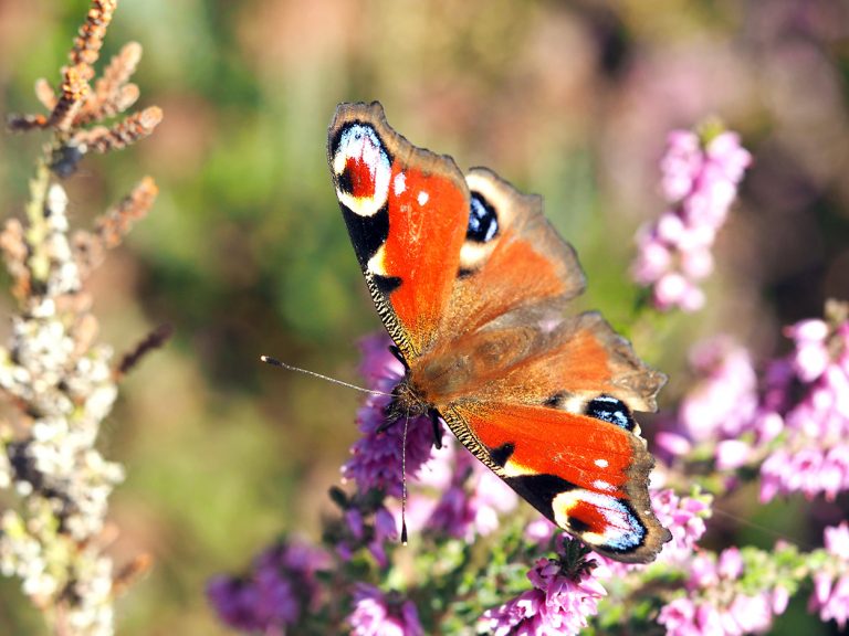 Butterfly in the garden