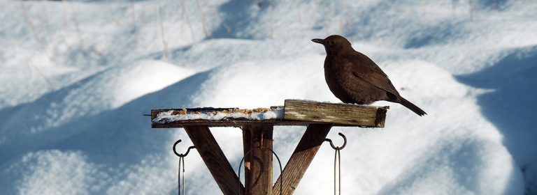BIrd on bird table in snow