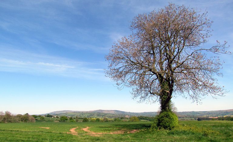 Clee - Family History