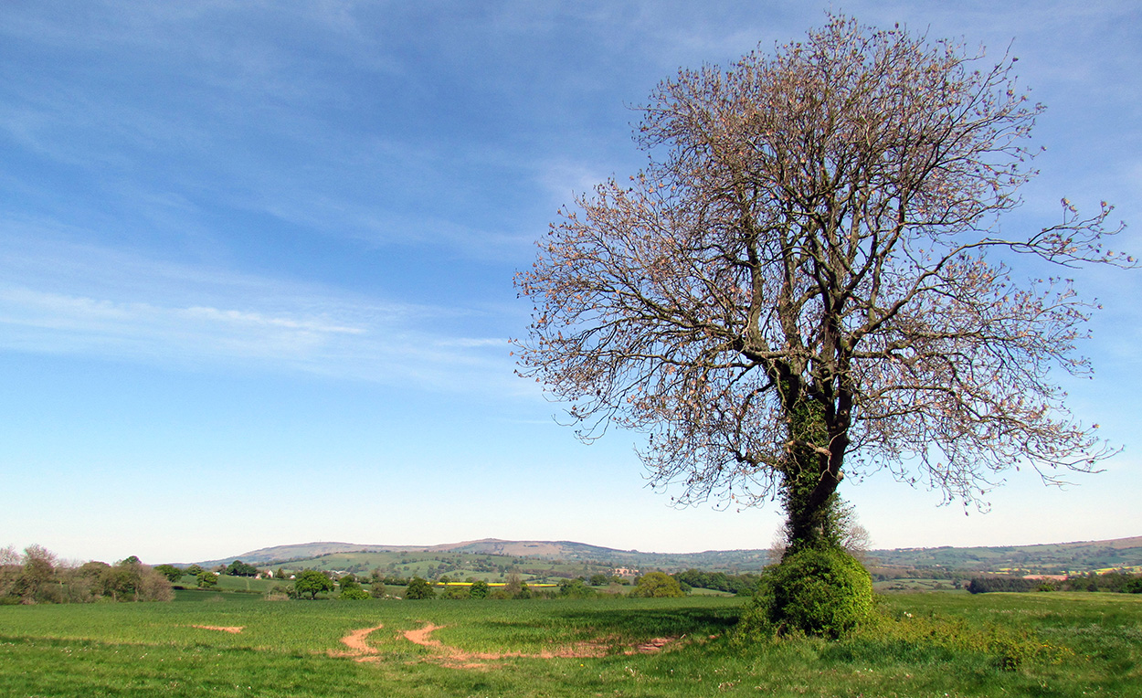Clee - Family History