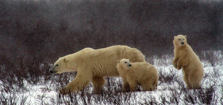 Polar bear and cubs in Manitoba, Canada