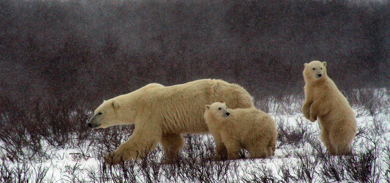 Polar bear and cubs in Manitoba, Canada
