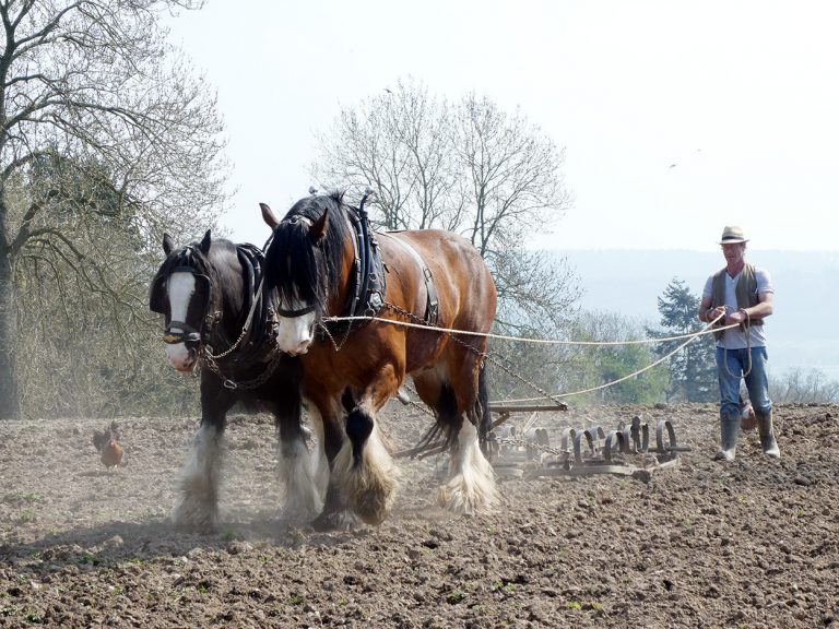 The Shire horses working the field at Acton Scott.