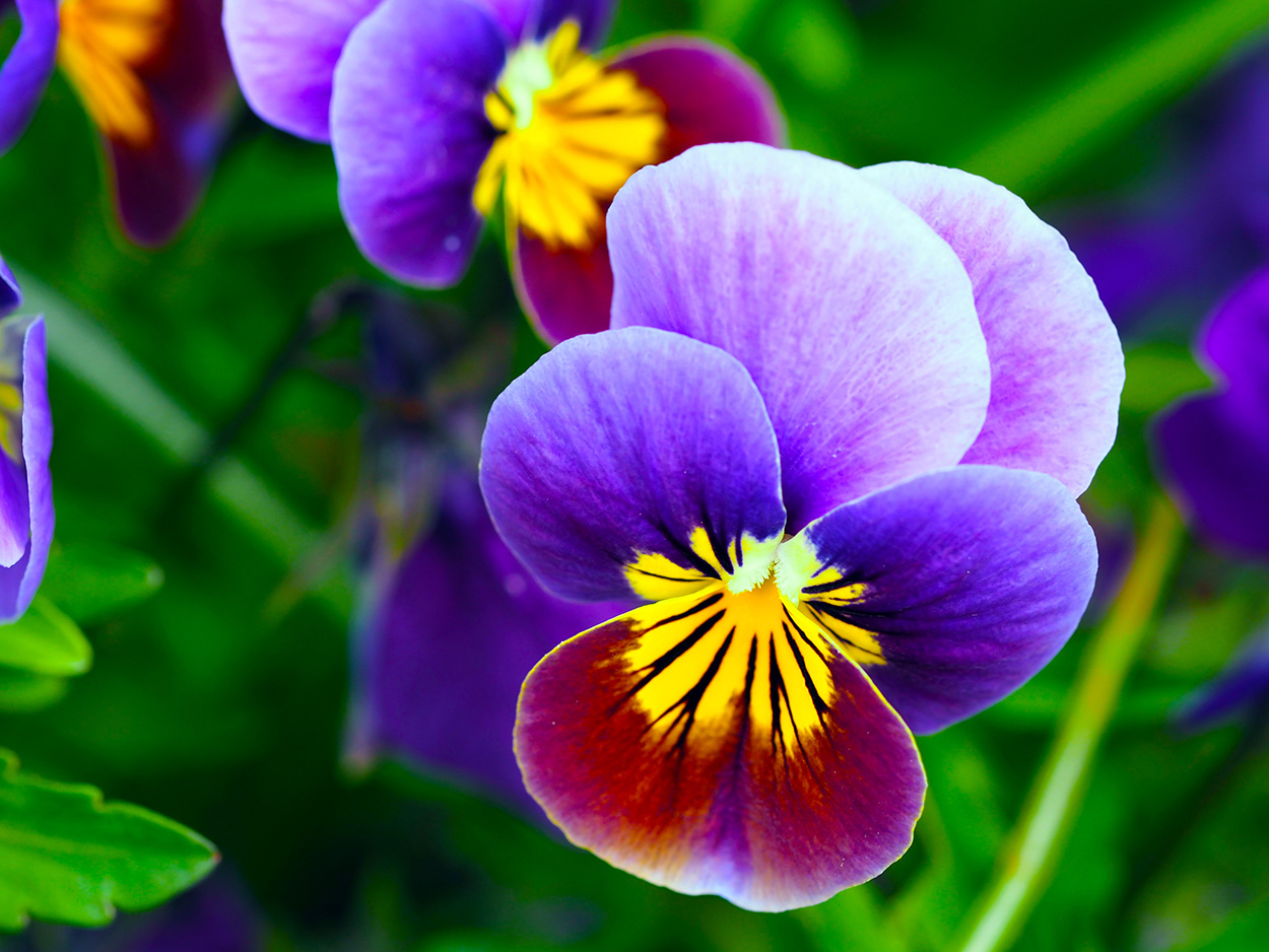 Violas