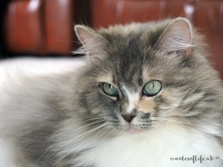Sugar the Ragamuffin
