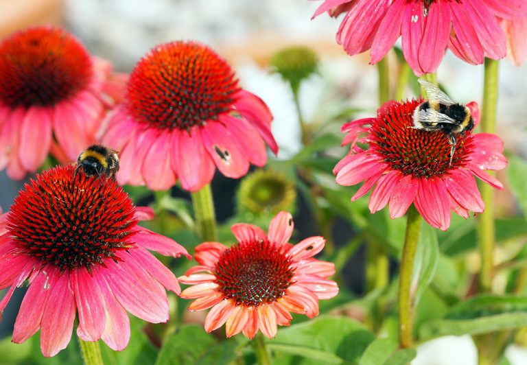 Bees on echinacea.