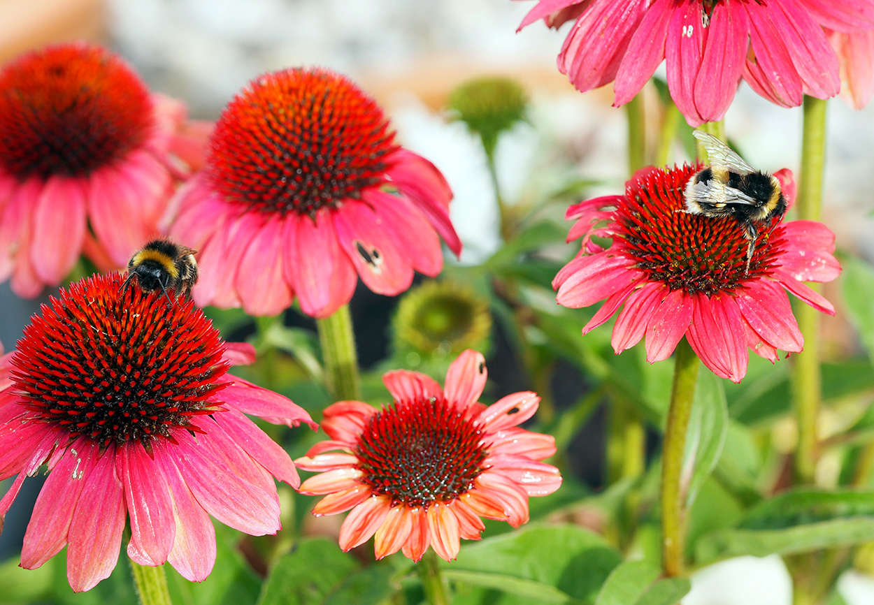 Bees on echinacea.