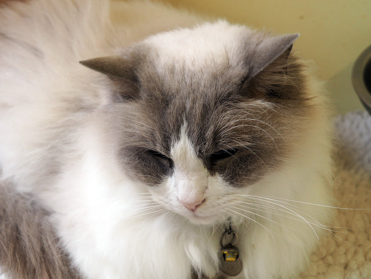 Yago, retirement village resident.