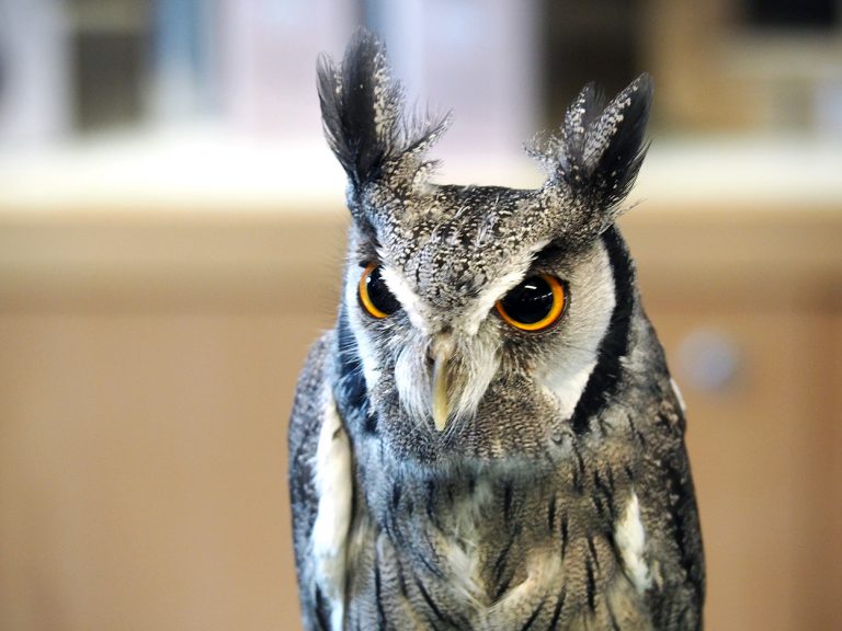 Feathers and Flight - An Owl