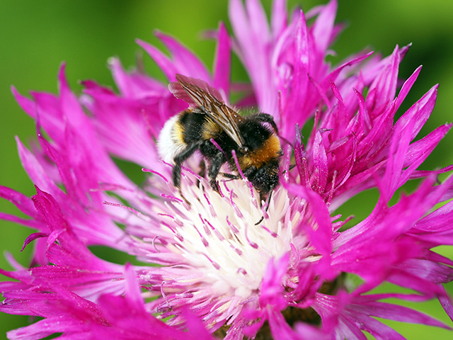 A bee on a pink flower.