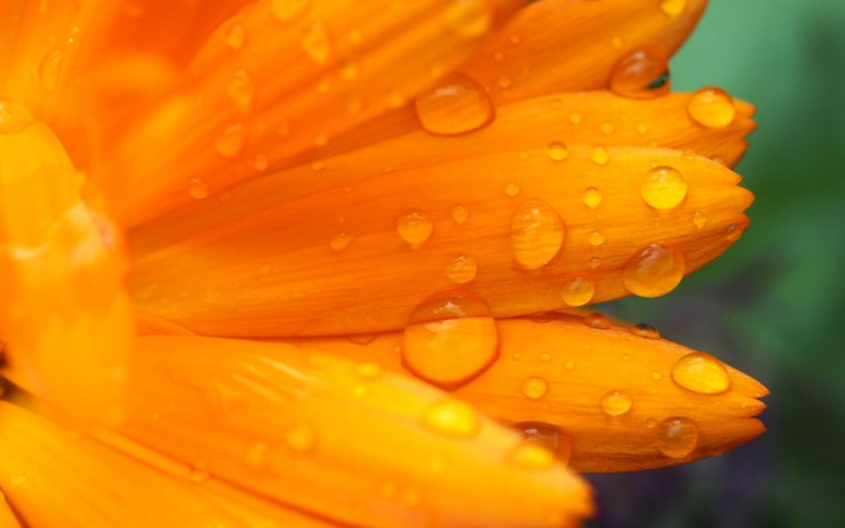 A wet Marigold.