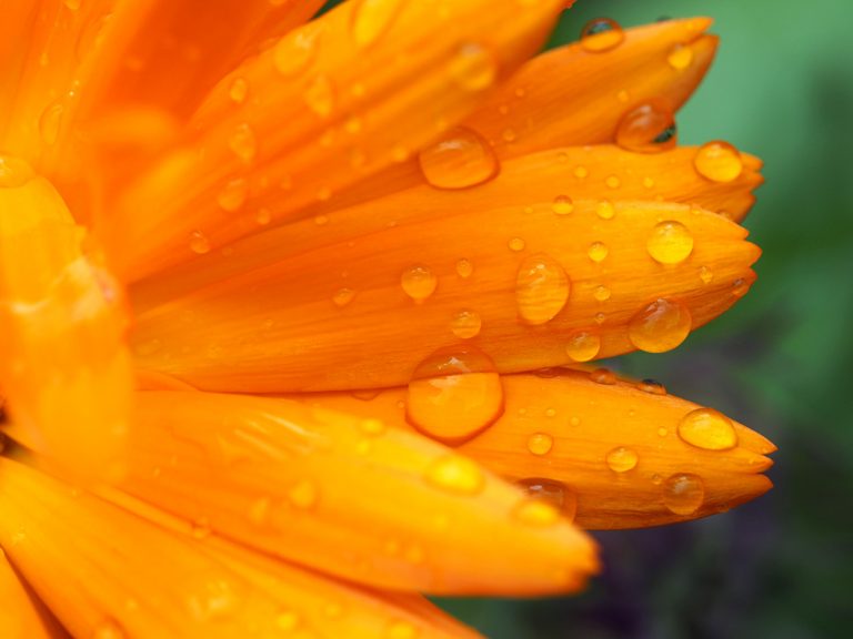 A wet Marigold.