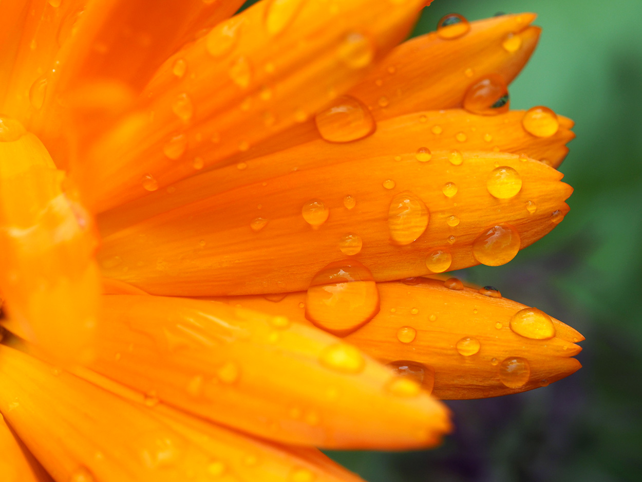 A wet Marigold.