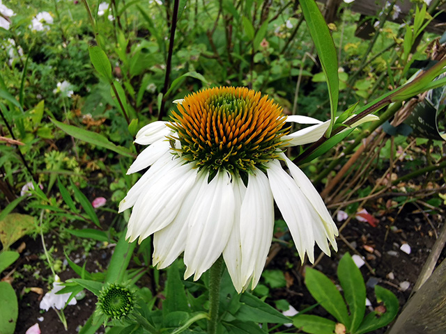 A type of large daisy.