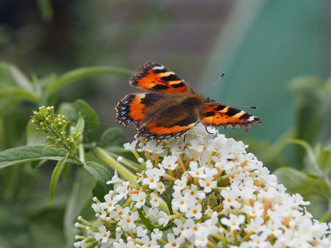 A butterfly on buddleia.