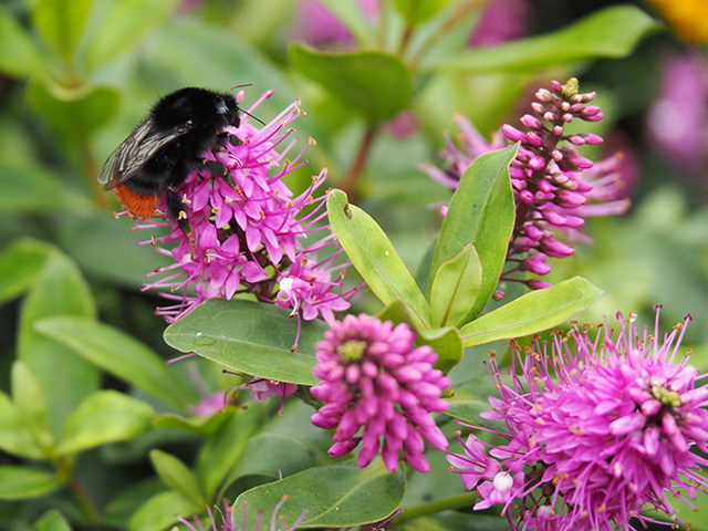 Red-tailed Bumblebee on Hebe 'Pink Candy'.