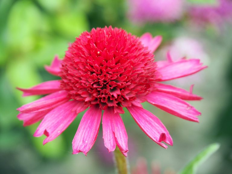 Echinacea 'Delicious Candy'