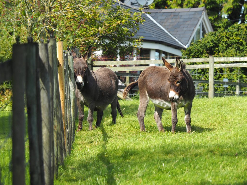 The donkeys at Bryncelyn.
