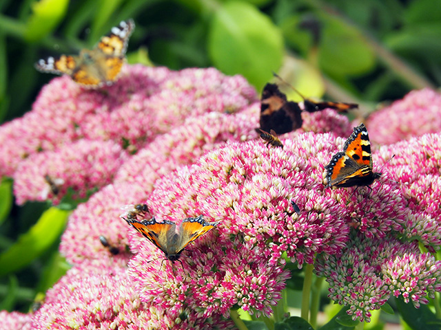 A kaleidoscope of butterflies.