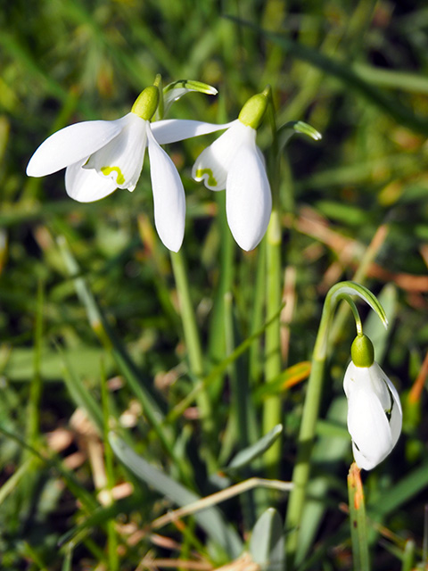 A close-up of the snowdrops.