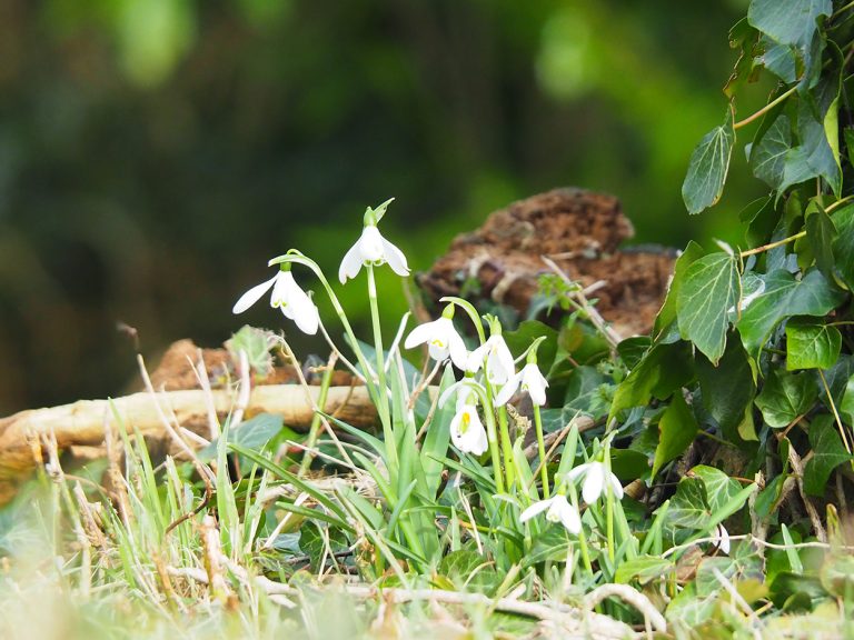 Snowdrops at Bedstone Church.