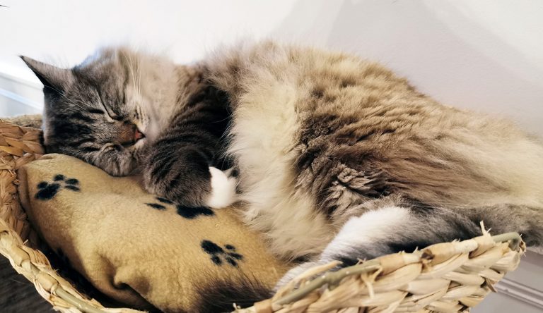 A cat fast asleep at The Cat Cafe in Liverpool.