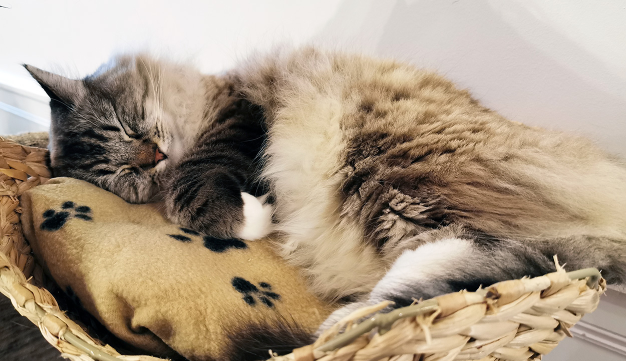 A cat fast asleep at The Cat Cafe in Liverpool.