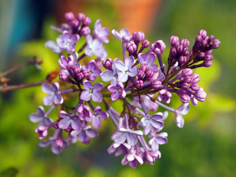 Lilac in the garden.