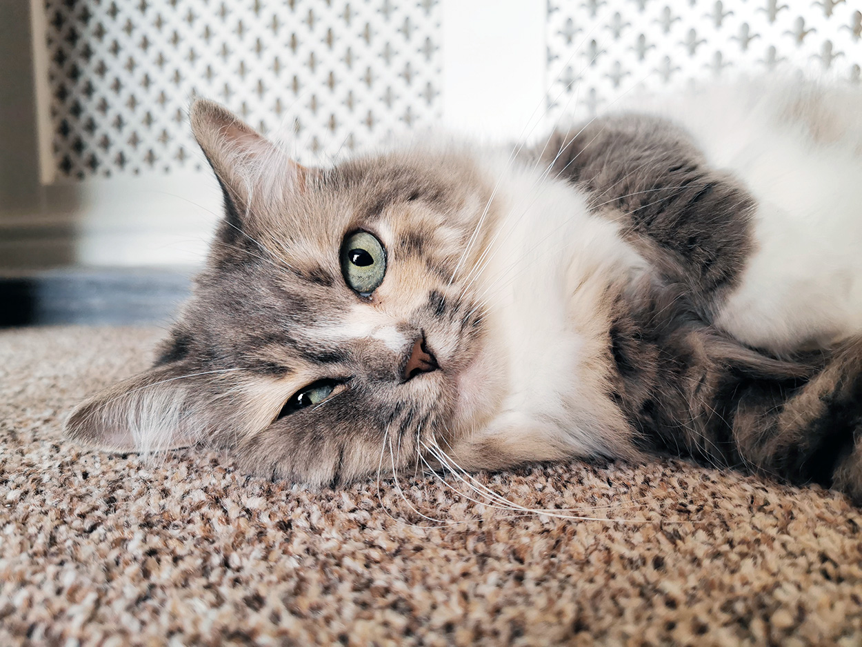 Sugar cat