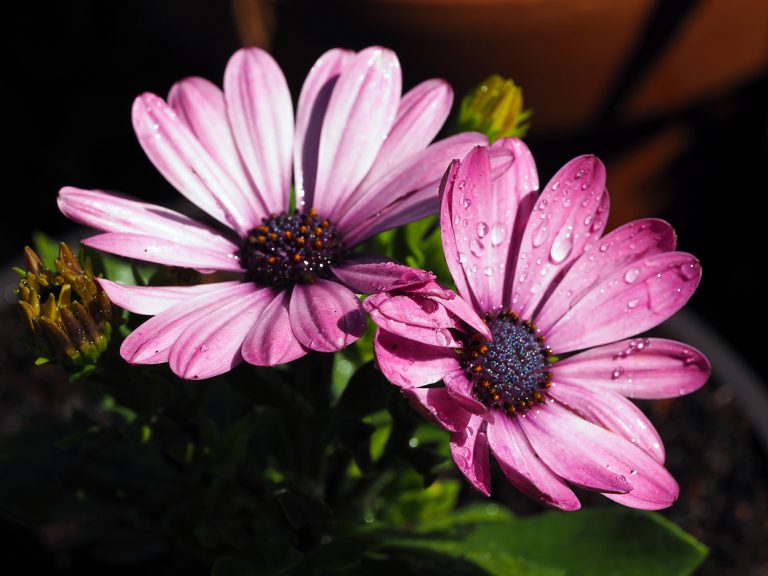 Osteospermum
