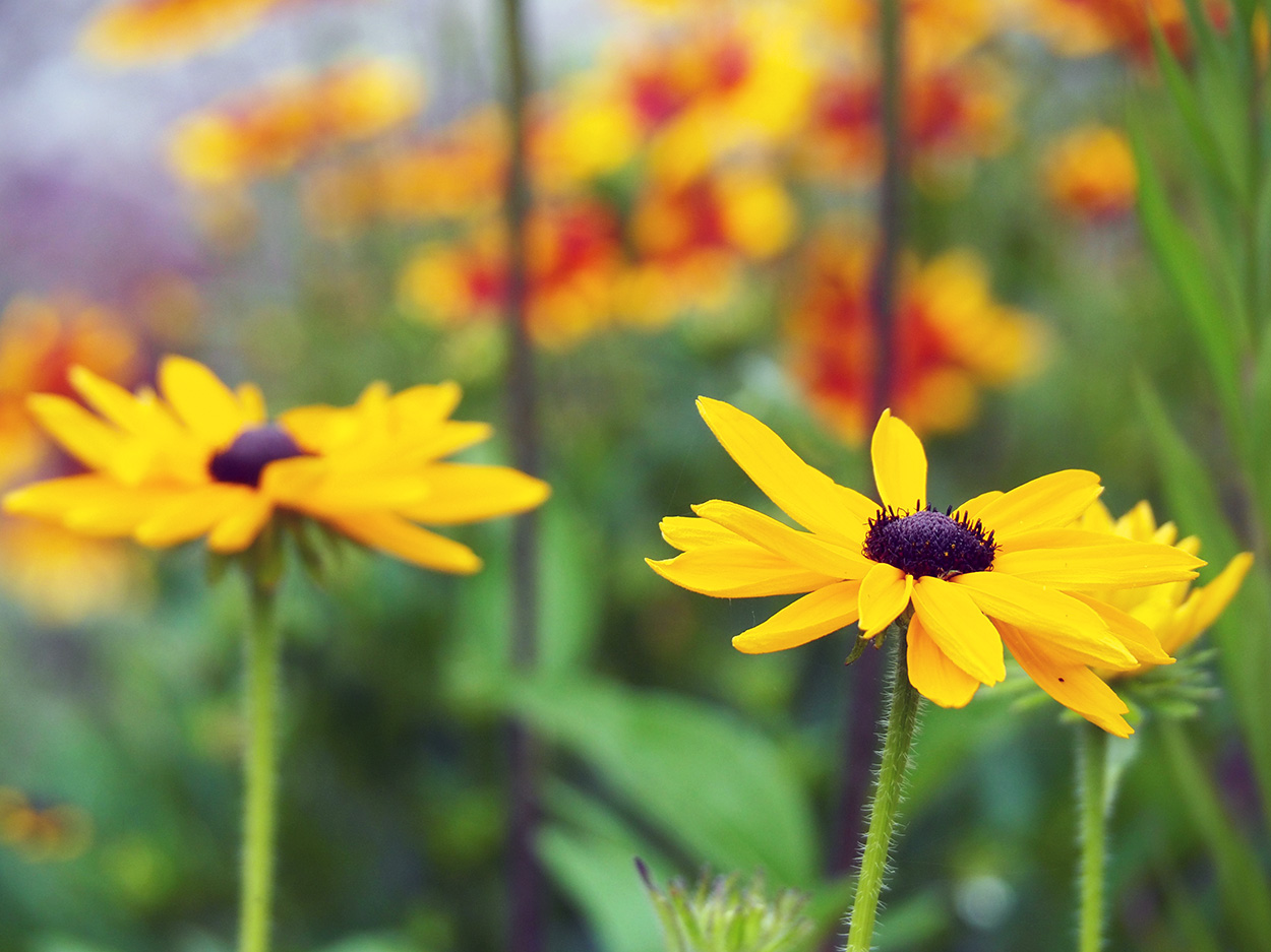 Black-eyed Susans