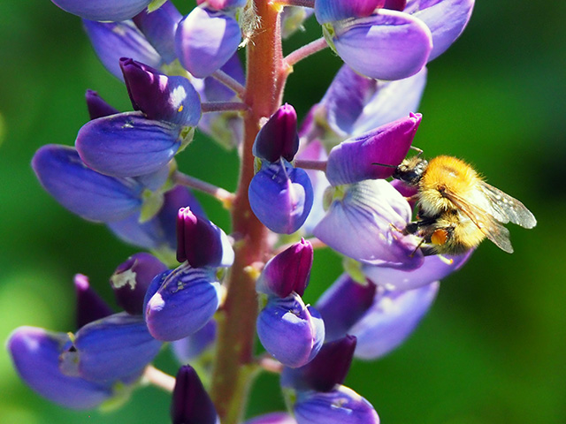 A bee on Salvia.